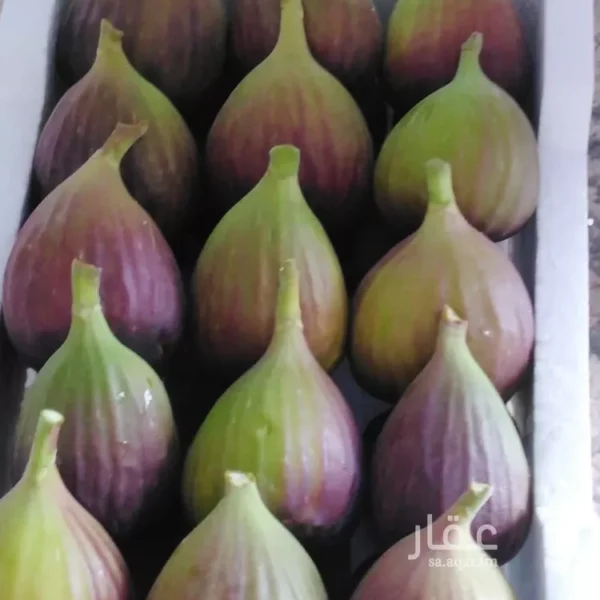 047398451 1768498756596 600x600