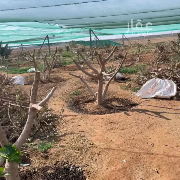 047398451 1768500656934 600x600