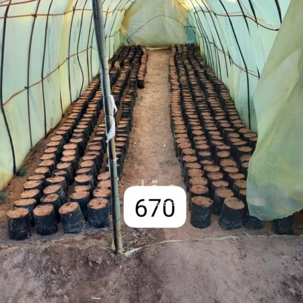 047398451 1768500810807 600x600