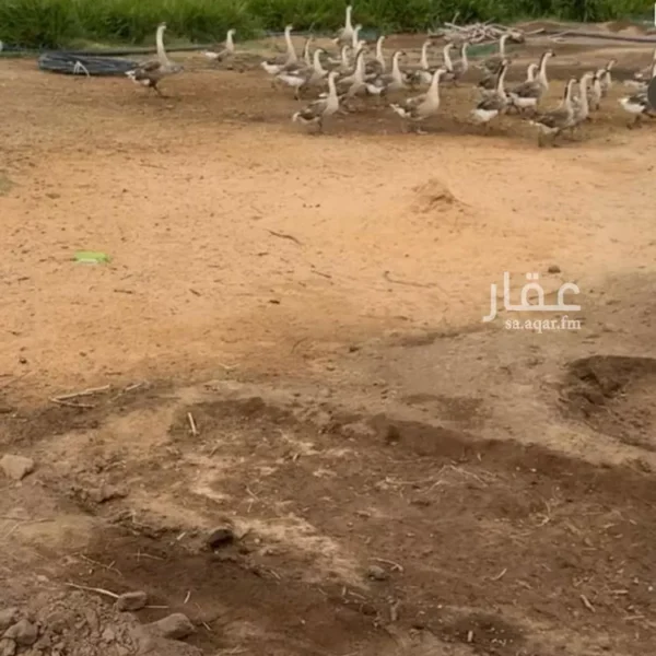 047398452 1768500810821 600x600