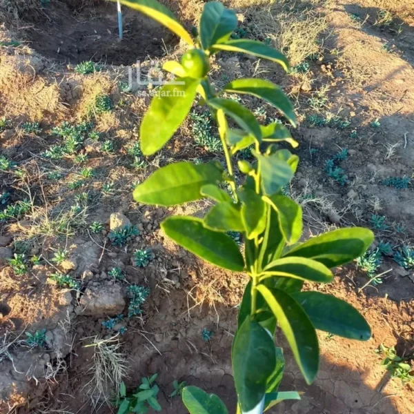 047398452 1768500810823 600x600