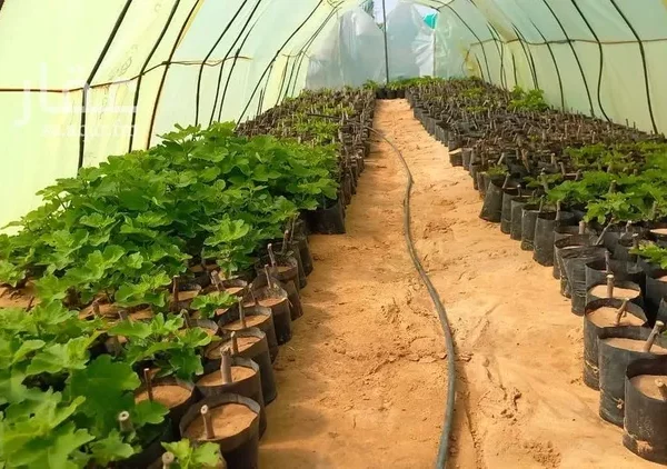 047398455 1768500810812 600x422