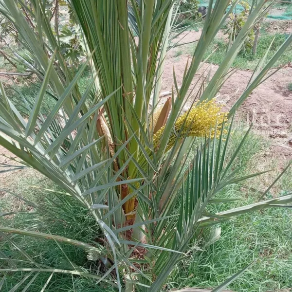 047398456 1768500810809 600x600