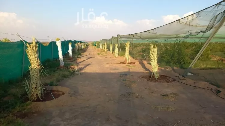 047398456 1768500810815