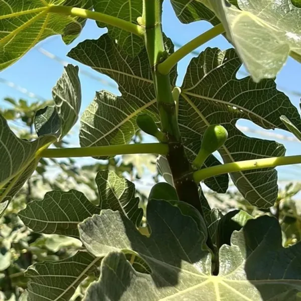 047398457 1768500810809 600x600