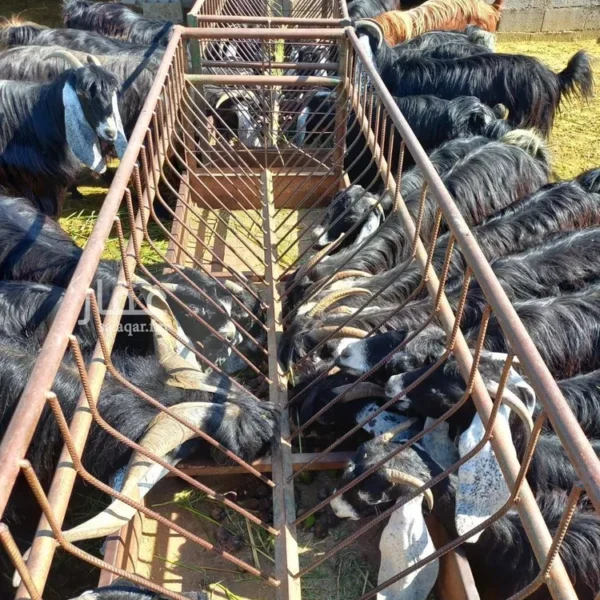 047398457 1768500810818 600x600