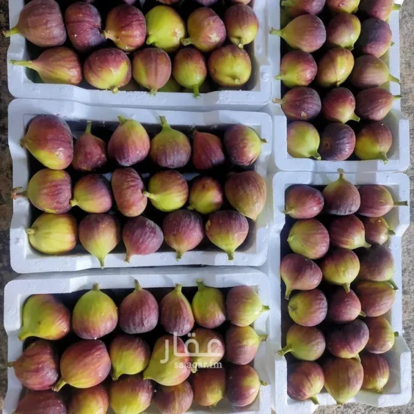 047398458 1768498756605 600x600