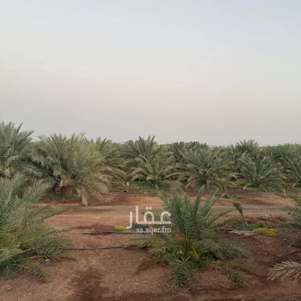 الخضراء مزرعة 600x600