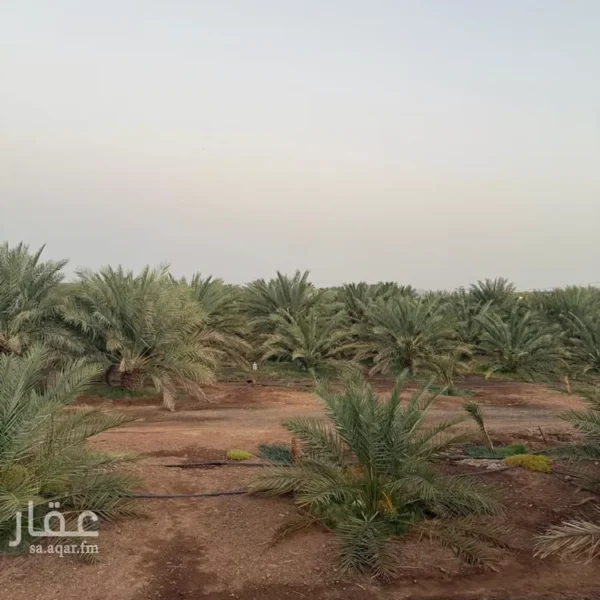 مزرعة االخضراء 600x600