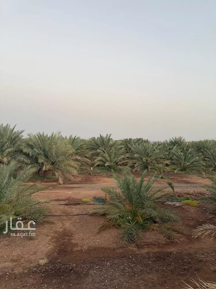 مزرعة االخضراء