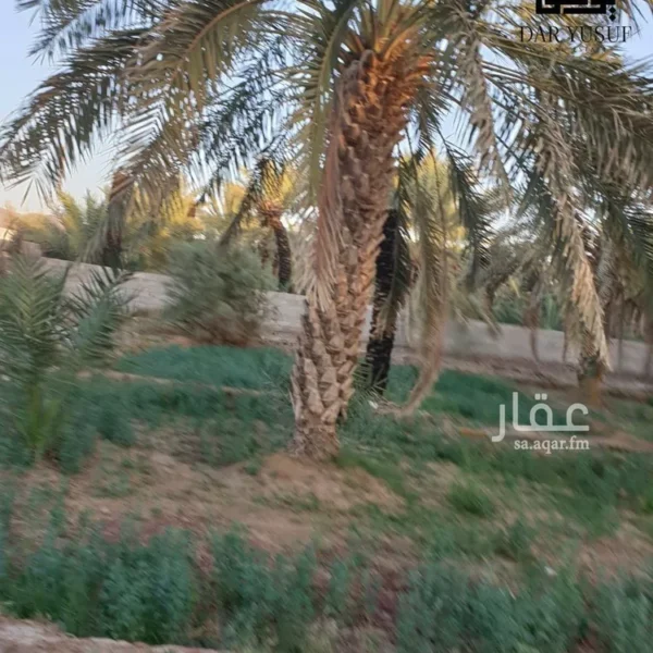 مززرعة 600x600